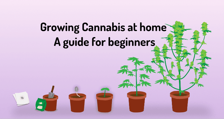 beginners guide to growing weed