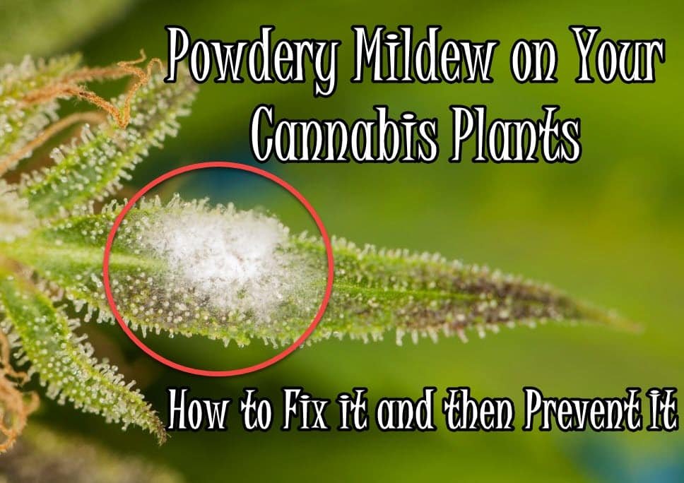 treat Powdery Mildew